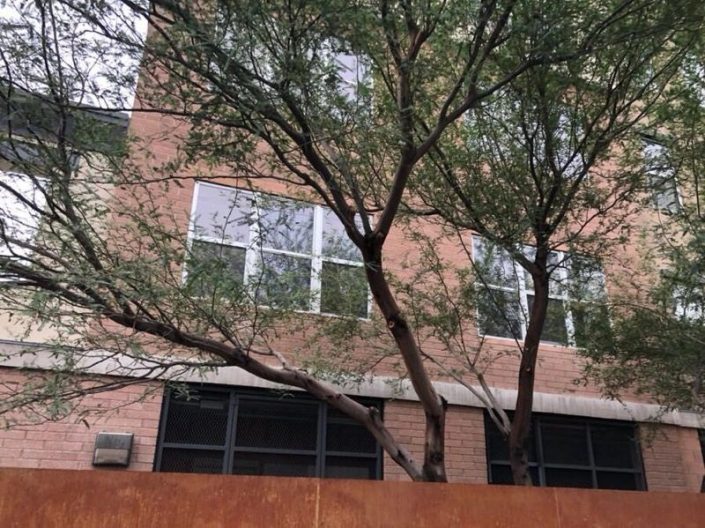 A tree in front of a building with windows.